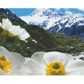 Роспись по номерам Art Craft 40 х 50 см "Альпийские маки", холст, акриловые краски, кисточки 10564-АС