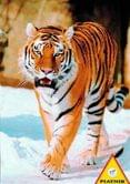 Пазлы Sibirisher Tiger, Piatnik 2000 штук 5415