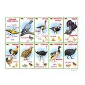 Комплект из 10 карточек 135 х 235 мм "Домашние птицы" Світ поздоровлень Км-089